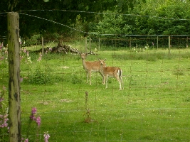 They looked so cute and I had to take a picture of them!